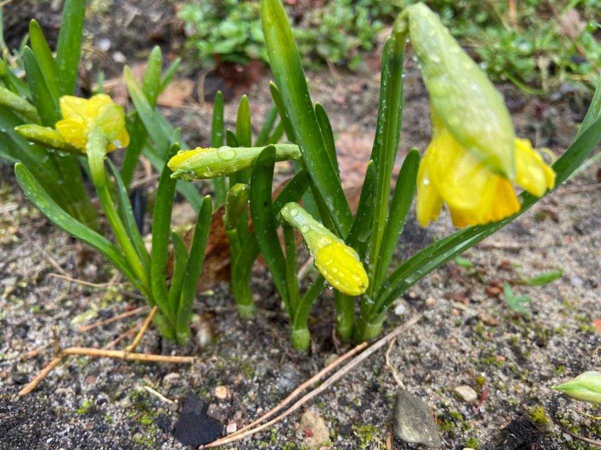 Waldwerk Wurlgrund Lychen Aparthotel Buitenkant foto