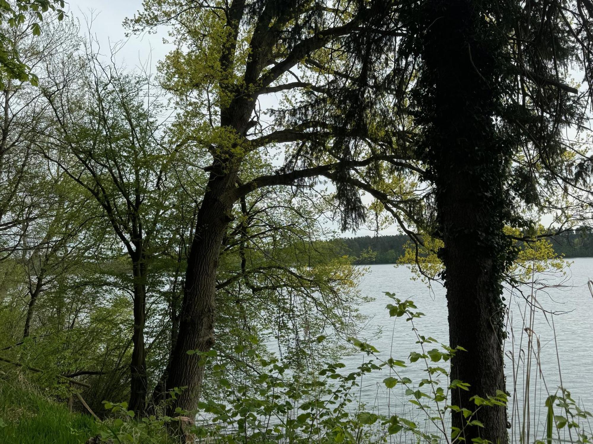 Waldwerk Wurlgrund Lychen Aparthotel Buitenkant foto
